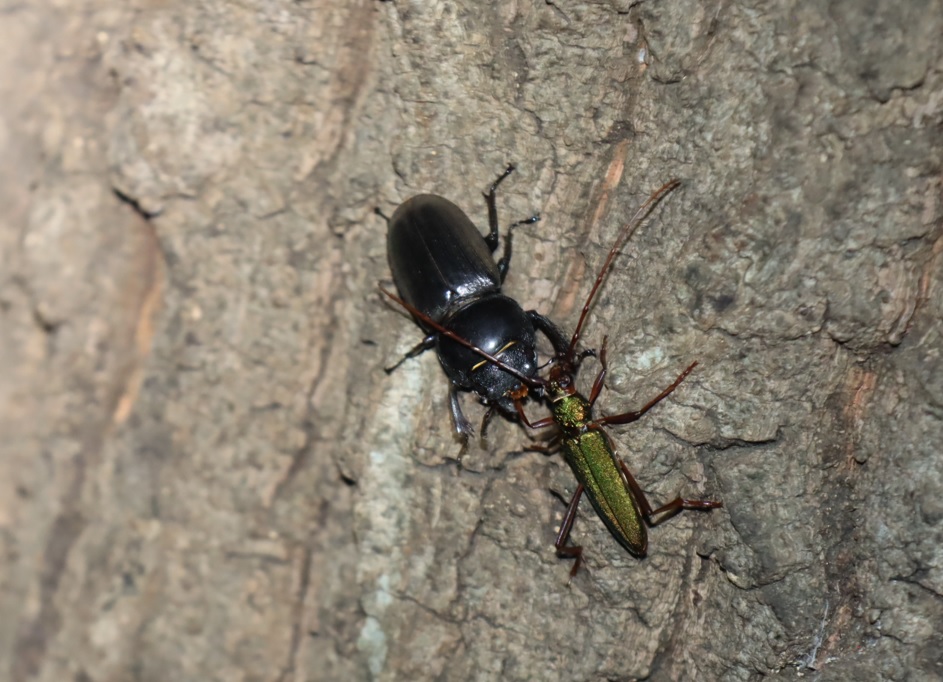 ヒラタクワガタ♀、アカアシオオアオカミキリ_No7のクヌギ_クワガタ達のオアシス_2023年7月24日19時40分 気温27.5度